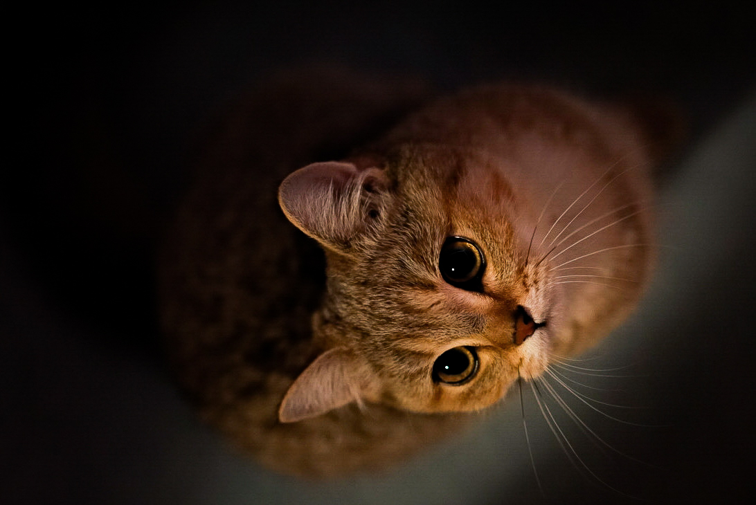 Photos | Fauna / 物候志·动物篇